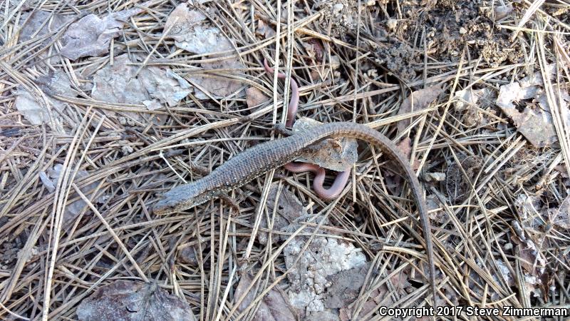 Northwestern Alligator Lizard (Elgaria coerulea principis)