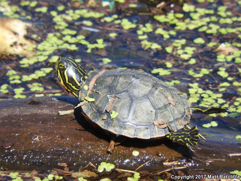 Northern Red-bellied Cooter (Pseudemys rubriventris)