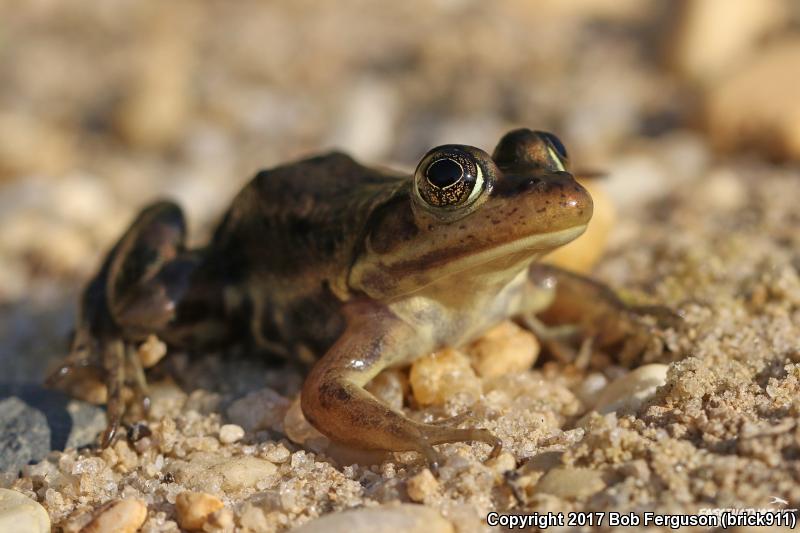 Carpenter Frog (Lithobates virgatipes)