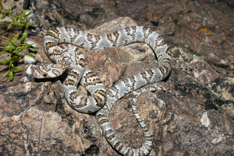 Sonoran Lyresnake (Trimorphodon biscutatus lambda)