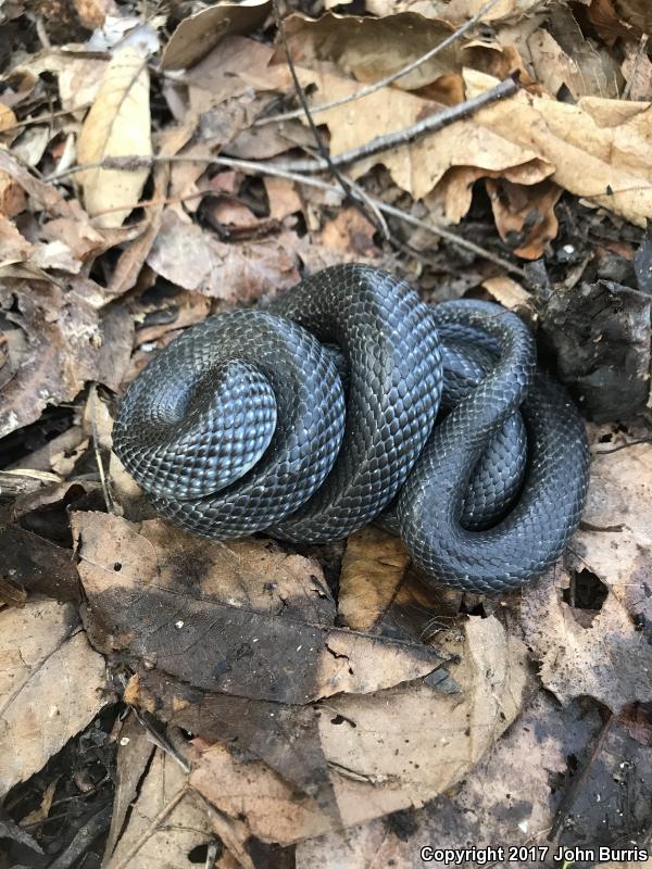 Black Kingsnake (Lampropeltis Getula Nigra)