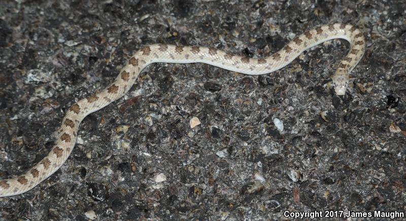 Spotted Leaf-nosed Snake (Phyllorhynchus decurtatus)