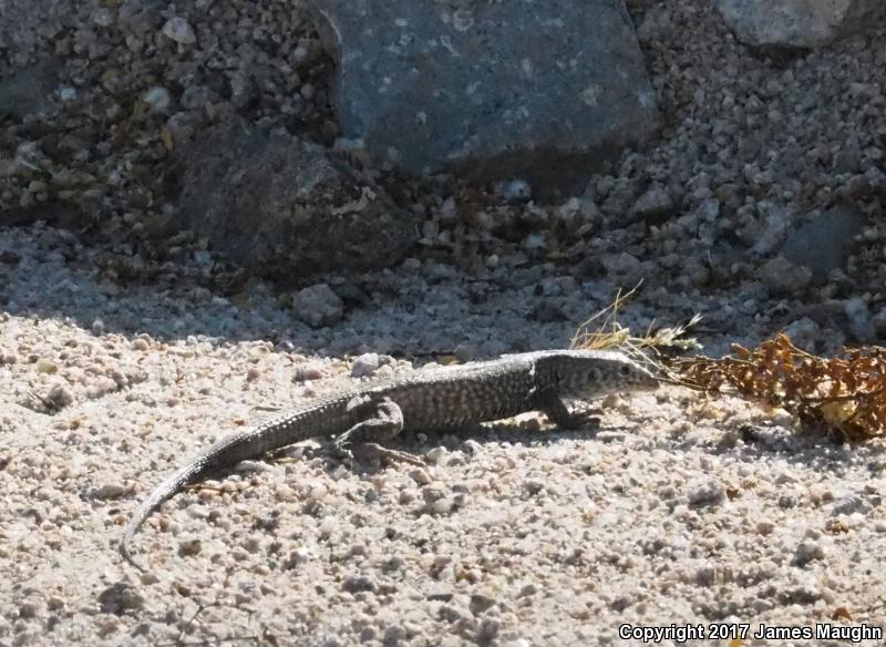 Great Basin Whiptail (Aspidoscelis tigris tigris)