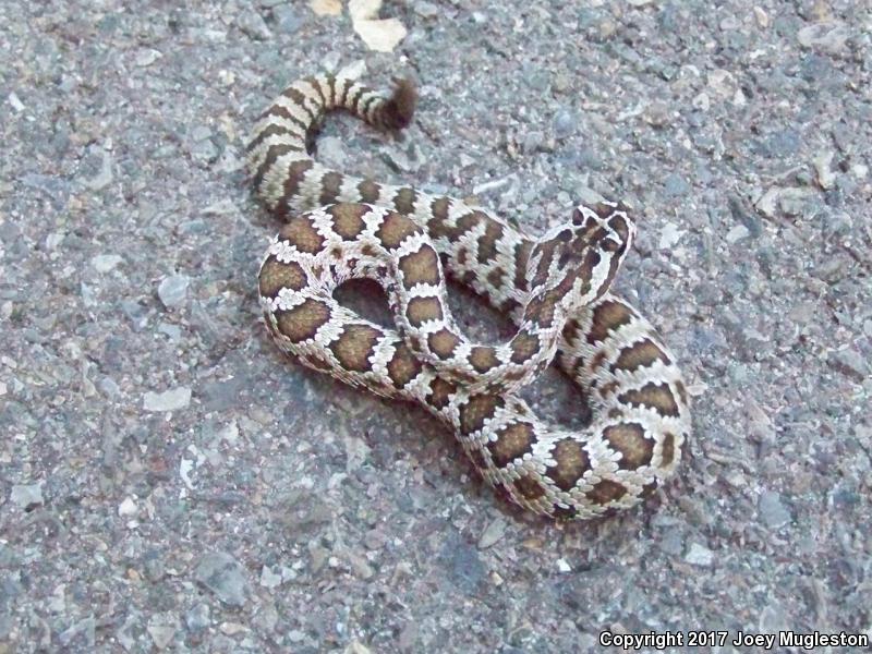 Great Basin Rattlesnake (Crotalus oreganus lutosus)