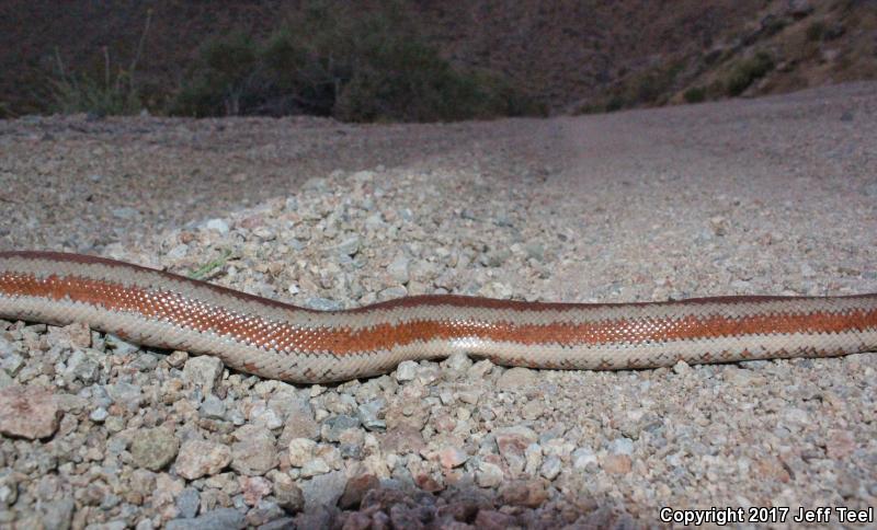 Desert Rosy Boa (Lichanura trivirgata gracia)