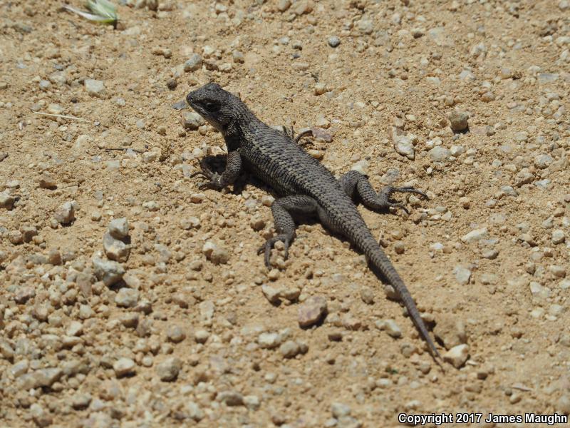 Coast Range Fence Lizard (Sceloporus occidentalis bocourtii)