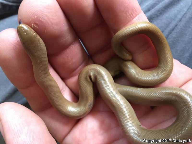 Northern Rubber Boa (Charina bottae)