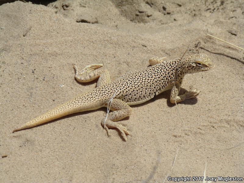 Mojave Fringe-toed Lizard (Uma scoparia)