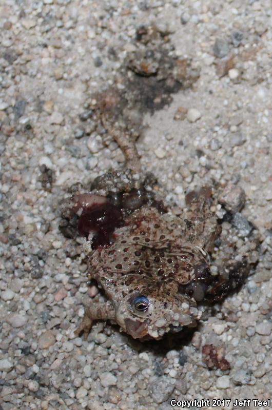 Woodhouse's Toad (Anaxyrus woodhousii)