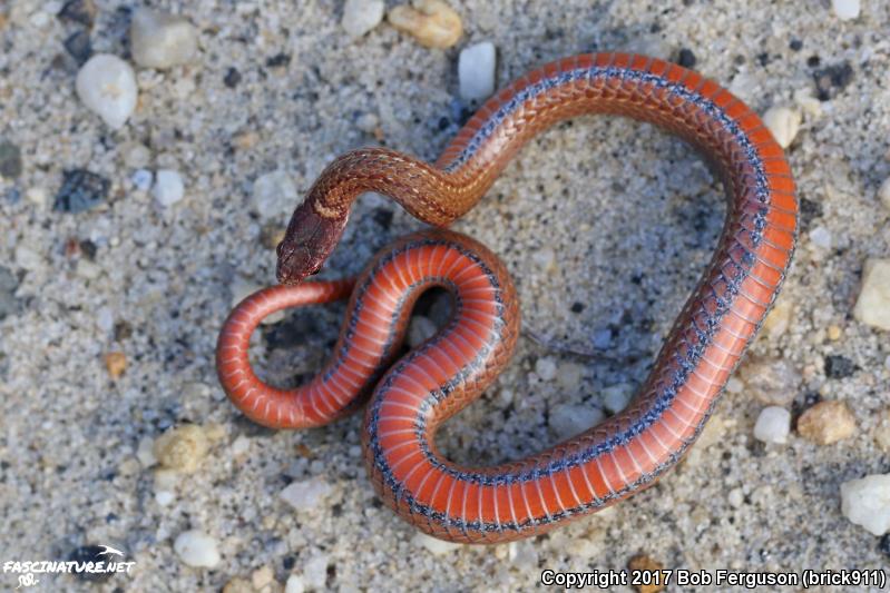 Northern Red-bellied Snake (Storeria occipitomaculata occipitomaculata)