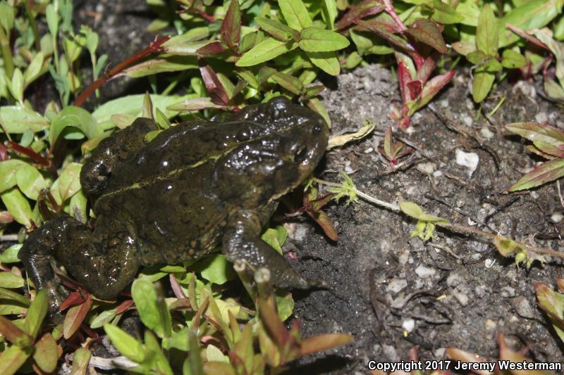 Boreal Toad (Anaxyrus boreas boreas)