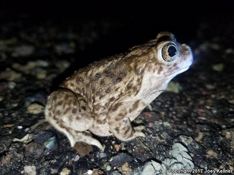 Plains Spadefoot (Spea bombifrons)