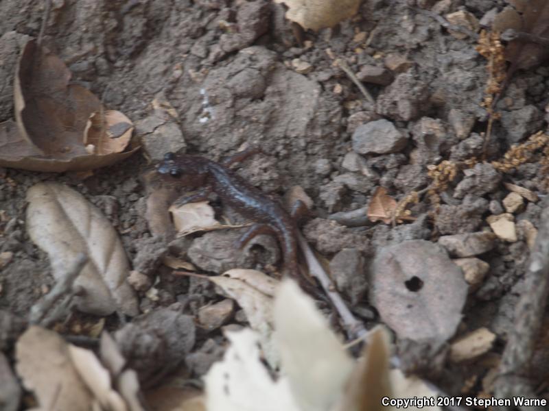 Arboreal Salamander (Aneides lugubris)