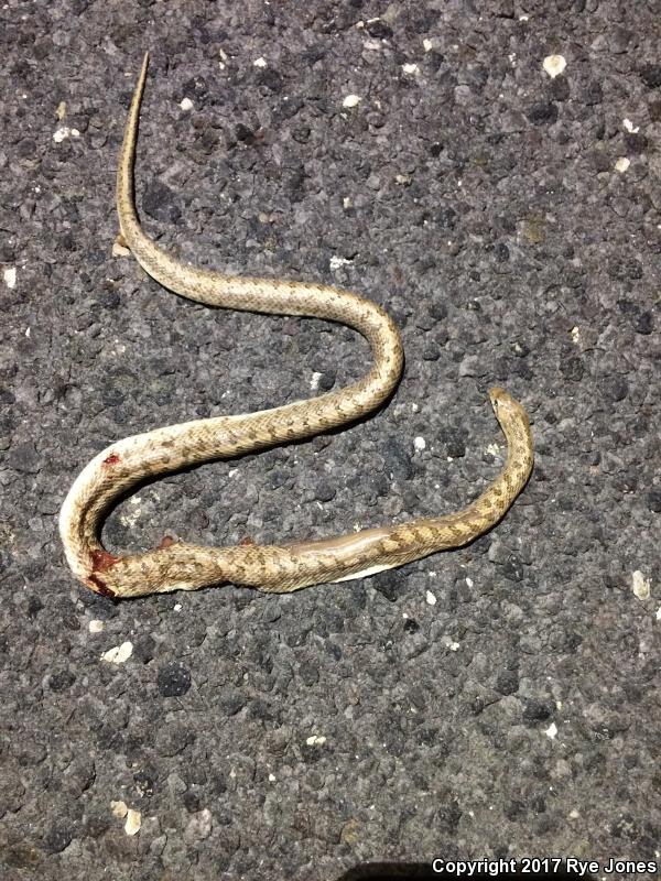 Desert Glossy Snake (Arizona elegans eburnata)