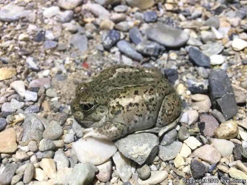 Great Basin Spadefoot (Spea intermontana)