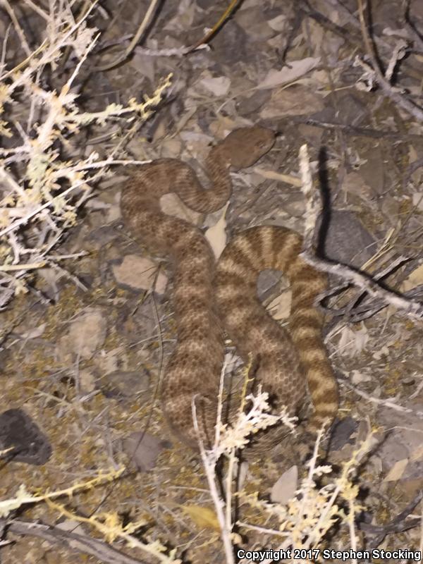 Southwestern Speckled Rattlesnake (Crotalus mitchellii pyrrhus)