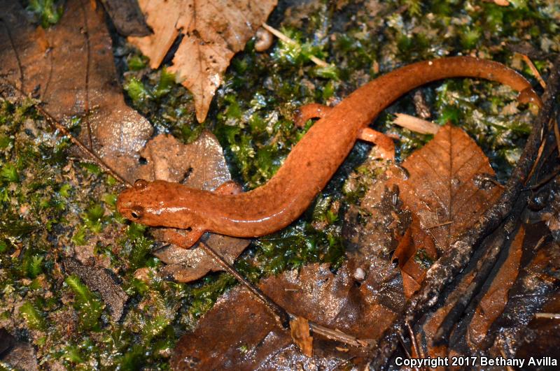 Northern Spring Salamander (Gyrinophilus porphyriticus porphyriticus)