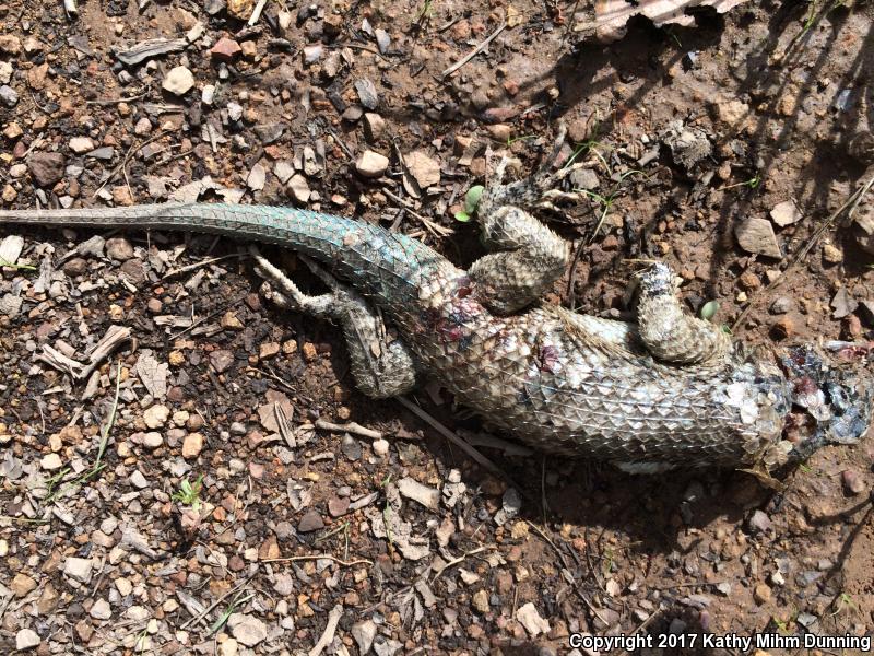 Clark's Spiny Lizard (Sceloporus clarkii)