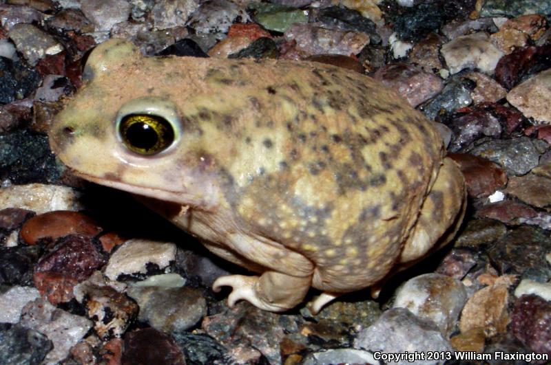 Couch's Spadefoot (Scaphiopus couchii)