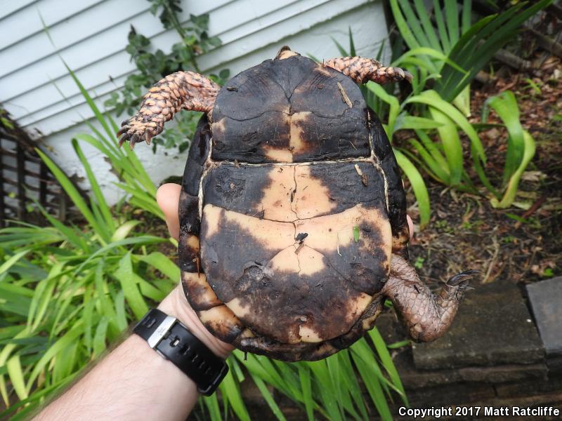 Eastern Box Turtle (Terrapene carolina carolina)