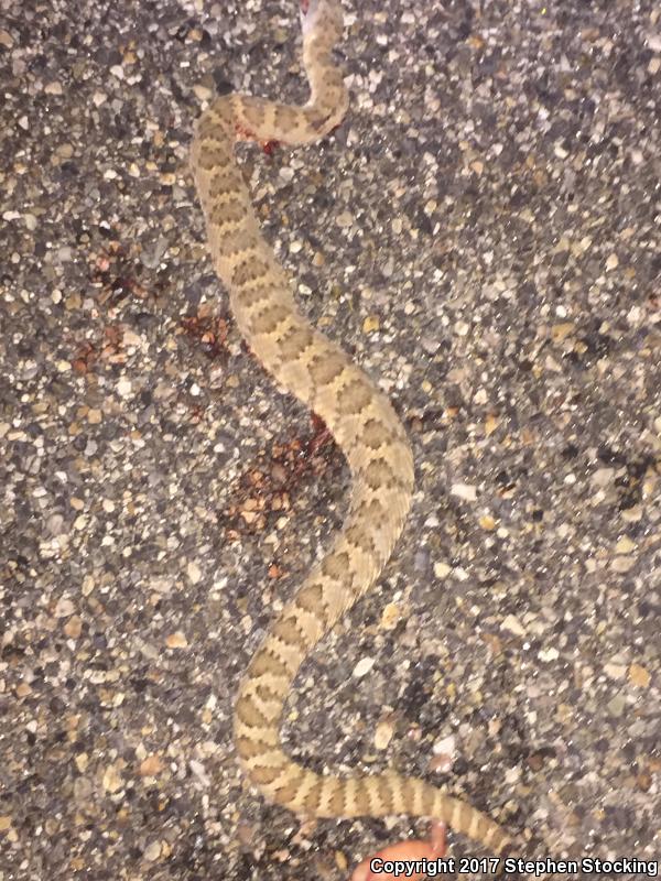 Panamint Rattlesnake (Crotalus stephensi)