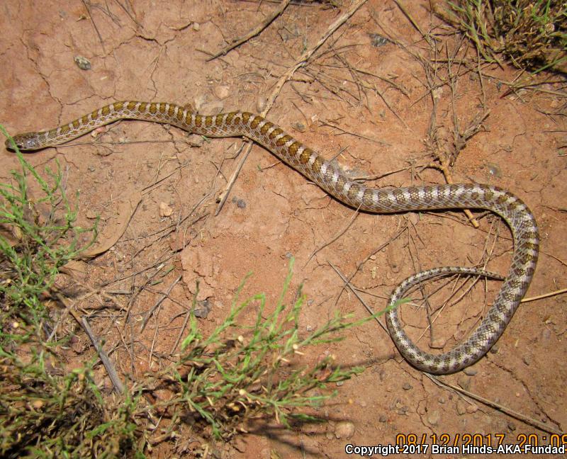 Painted Desert Glossy Snake (Arizona elegans philipi)