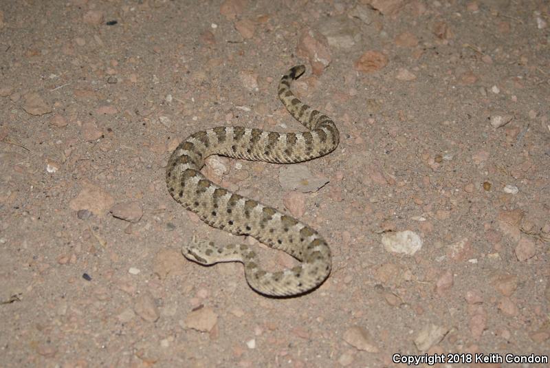 Mojave Desert Sidewinder (Crotalus cerastes cerastes)