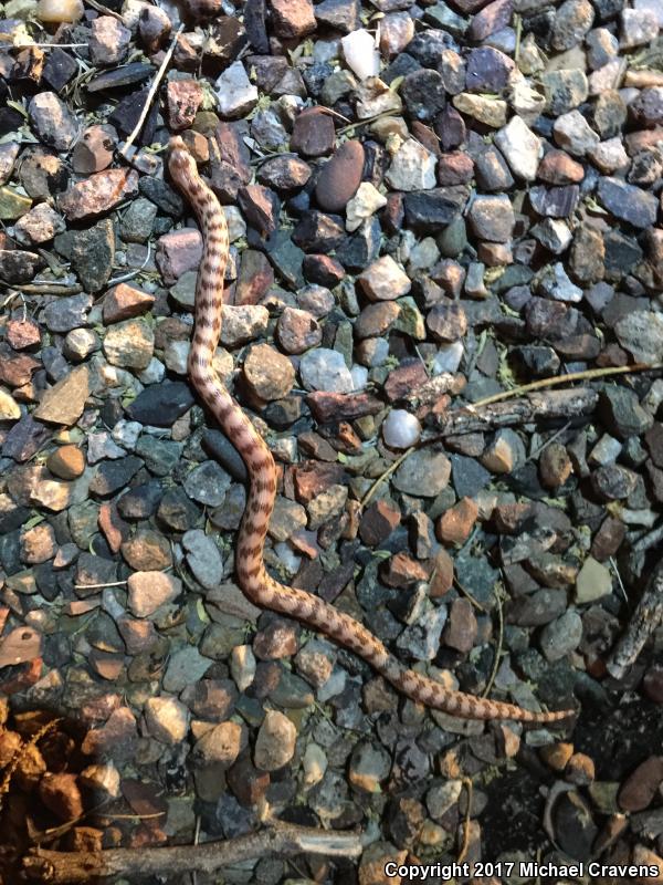 Spotted Leaf-nosed Snake (Phyllorhynchus decurtatus)