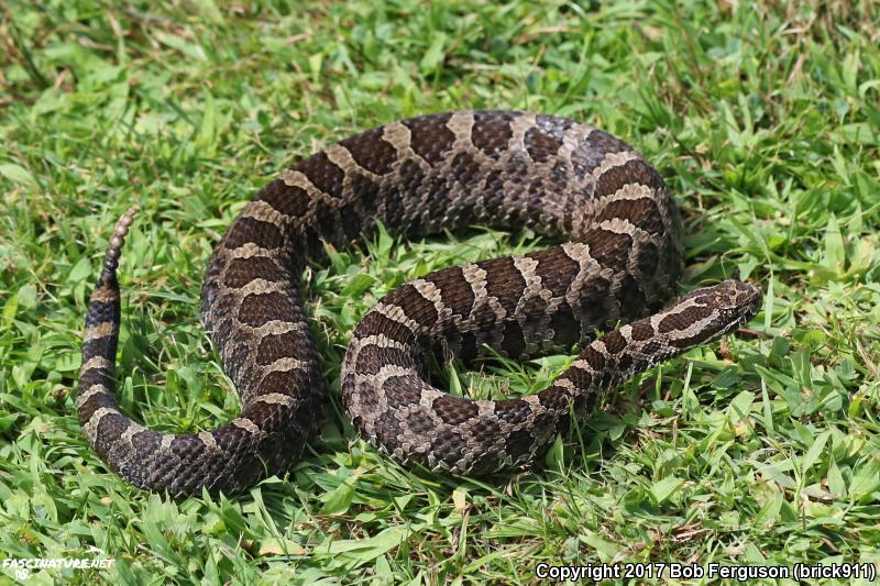 Eastern Massasauga (Sistrurus catenatus catenatus)