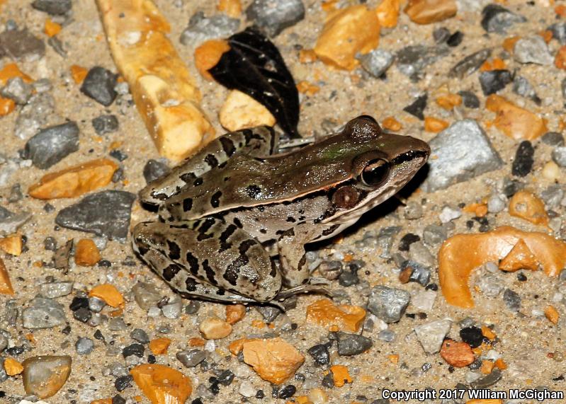 Southern Leopard Frog (Lithobates sphenocephalus)