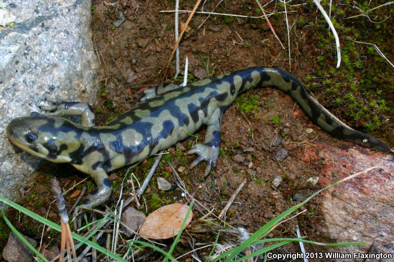 Blotched Tiger Salamander (Ambystoma mavortium melanostictum)