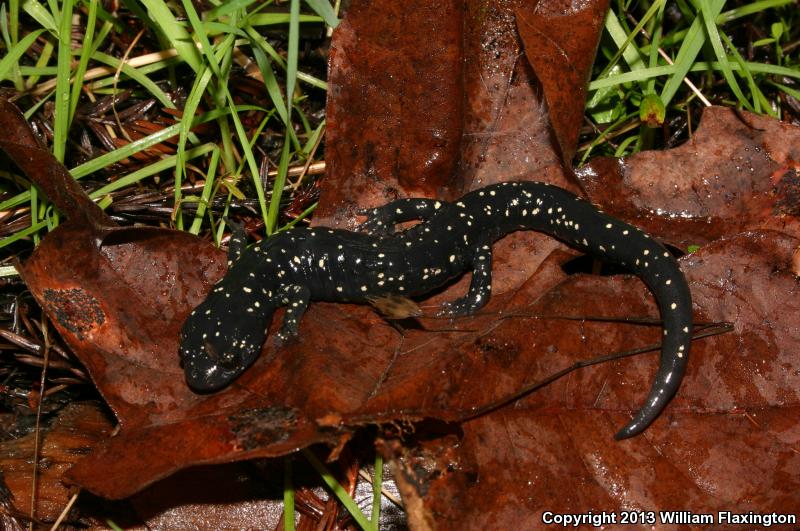 Speckled Black Salamander (Aneides flavipunctatus flavipunctatus)