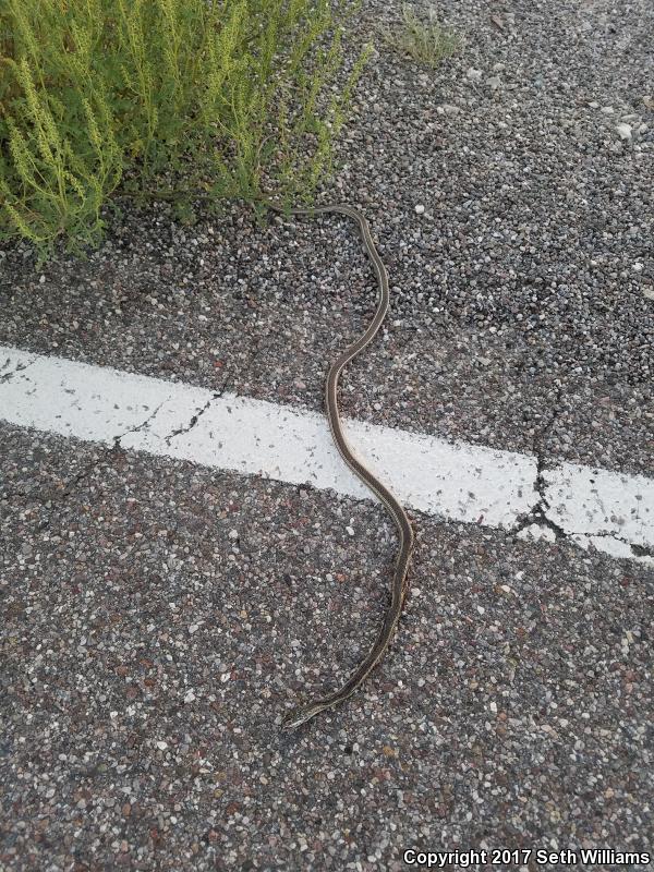 Striped Whipsnake (Coluber taeniatus)