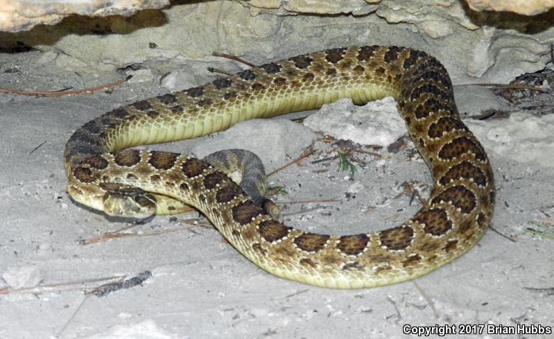 Prairie Rattlesnake (Crotalus Viridis)