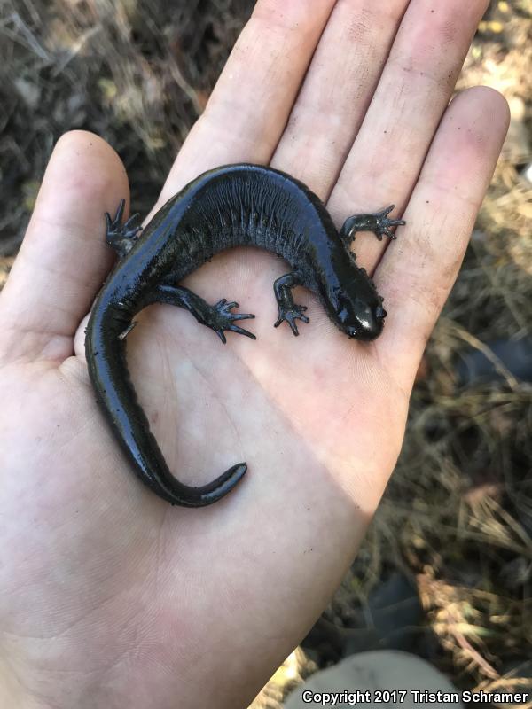 Small-mouthed Salamander (Ambystoma texanum)