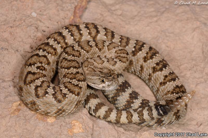 Great Basin Rattlesnake (Crotalus oreganus lutosus)