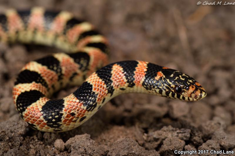 Western Long-nosed Snake (Rhinocheilus lecontei)