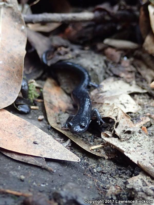 Santa Cruz Black Salamander (Aneides flavipunctatus niger)