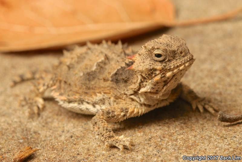 Blainville's Horned Lizard (Phrynosoma blainvillii)