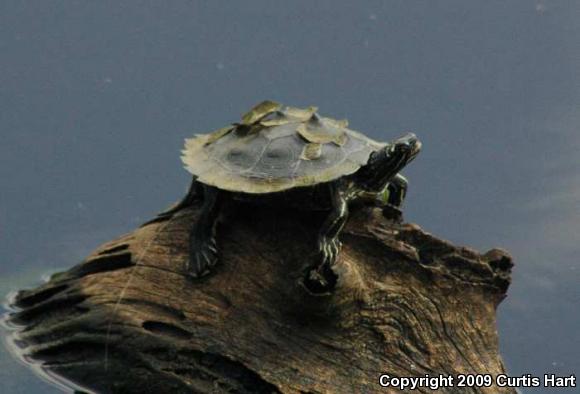 southern map turtle
