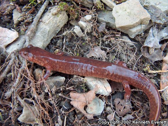 Northern Spring Salamander (Gyrinophilus porphyriticus porphyriticus)