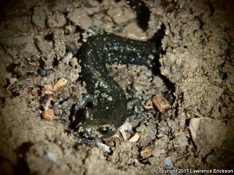 Santa Cruz Black Salamander (Aneides flavipunctatus niger)