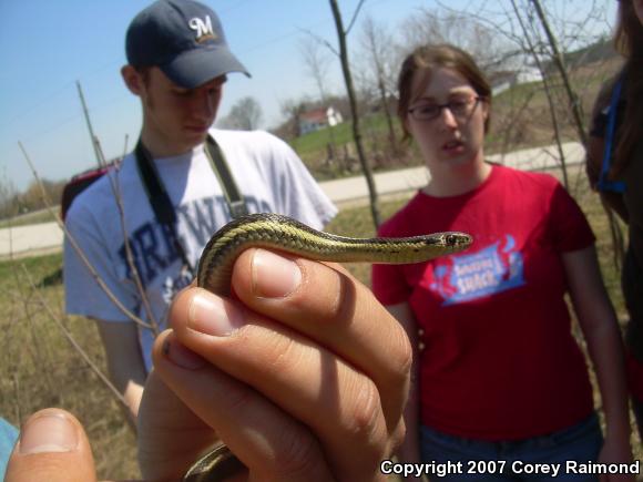 Butler's Gartersnake (Thamnophis Butleri)