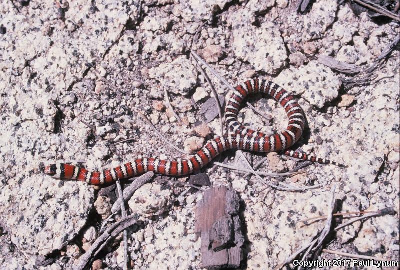 Baja California Mountain Kingsnake (Lampropeltis zonata agalma)