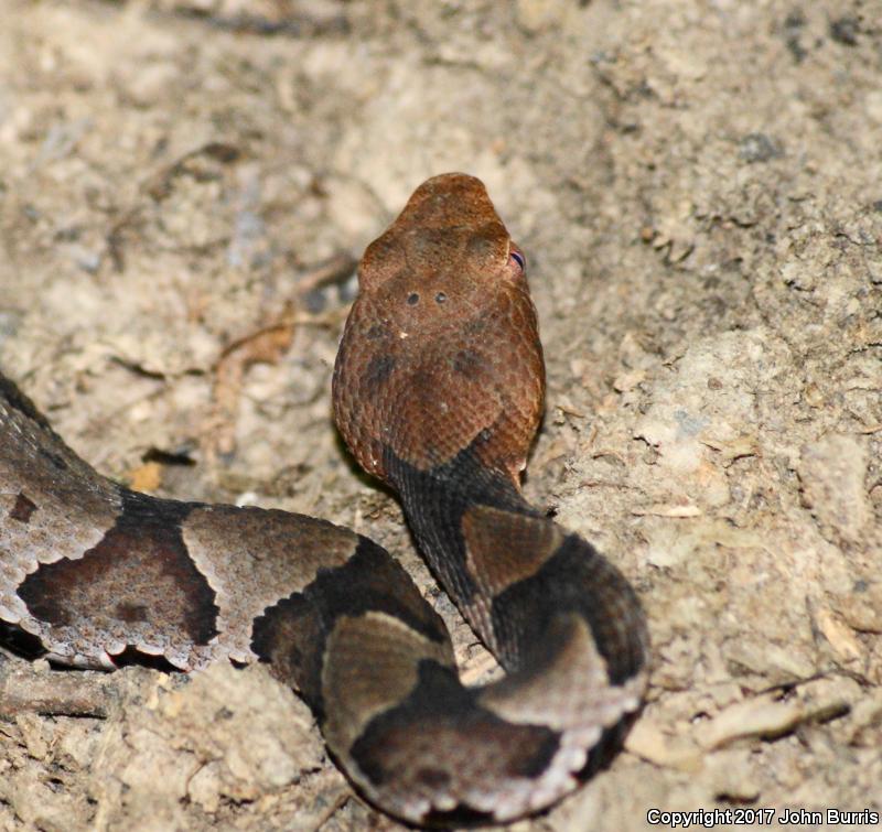 Northern  Copperhead (Agkistrodon contortrix mokasen)