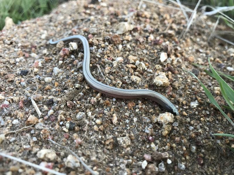 California Legless Lizard (Anniella pulchra)