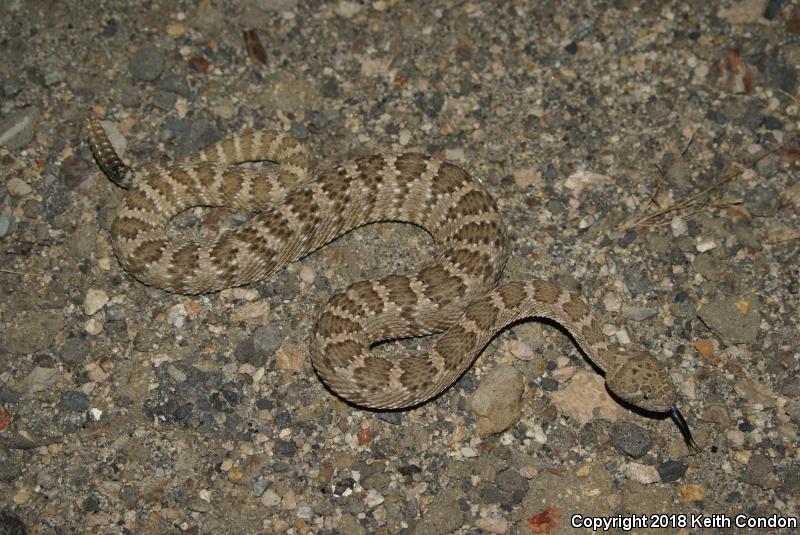 Panamint Rattlesnake (Crotalus stephensi)