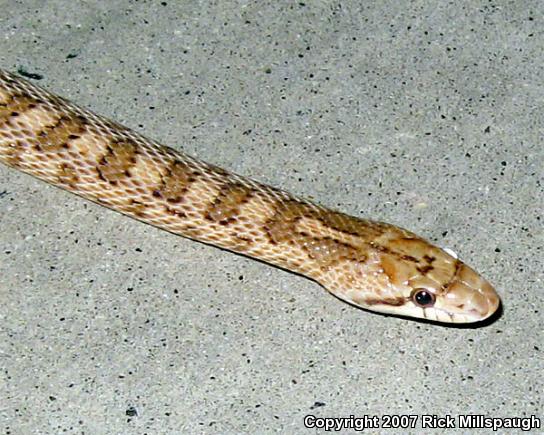 Desert Glossy Snake (Arizona elegans eburnata)