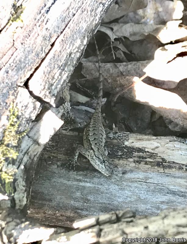 Eastern Fence Lizard (Sceloporus undulatus)