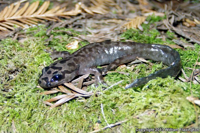 California Giant Salamander (Dicamptodon ensatus)